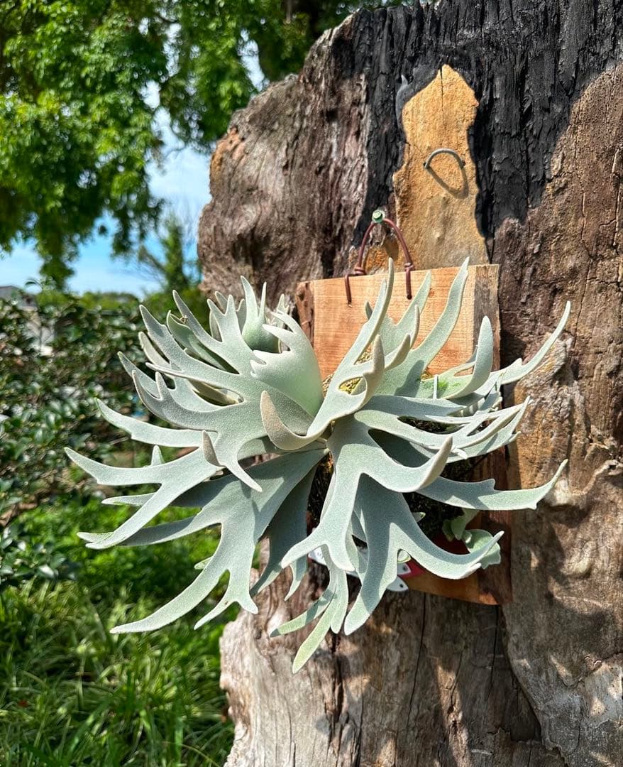 P. Gabriel ビカクシダ