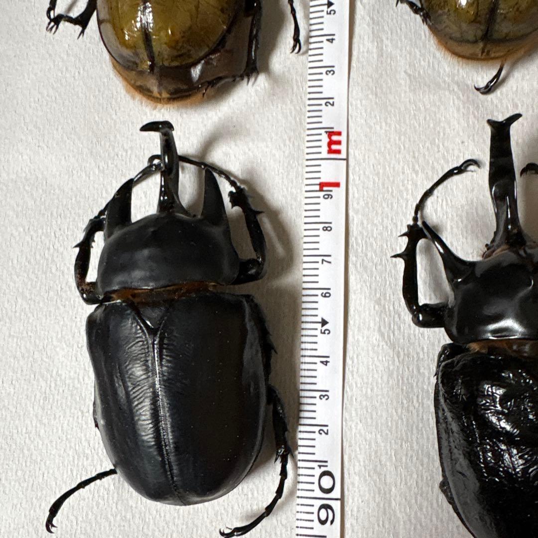 カブトムシ 標本セット 5匹