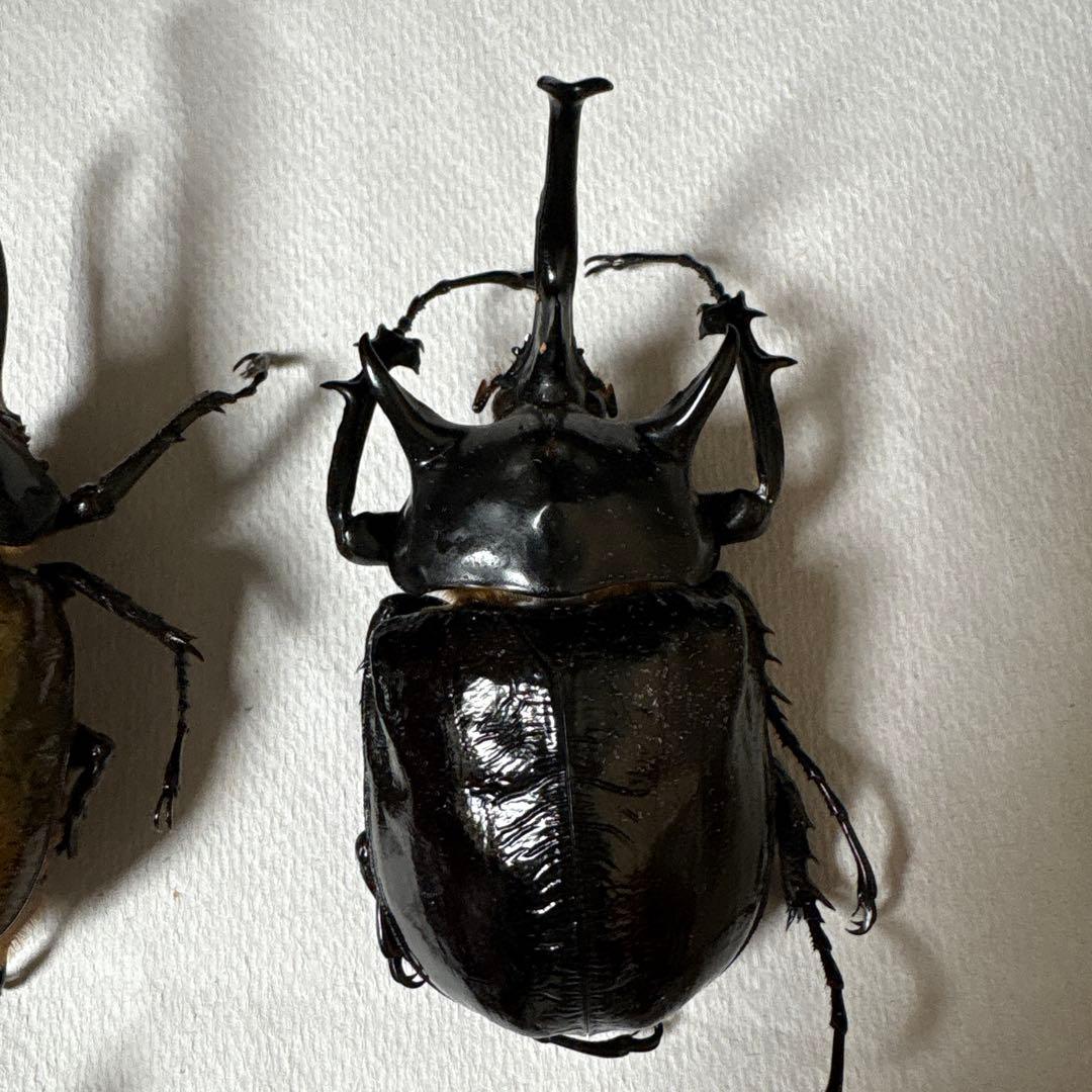 カブトムシ 標本セット 5匹