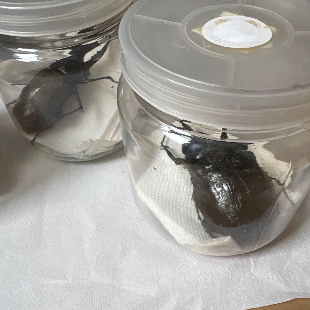 カブトムシ 標本セット 5匹