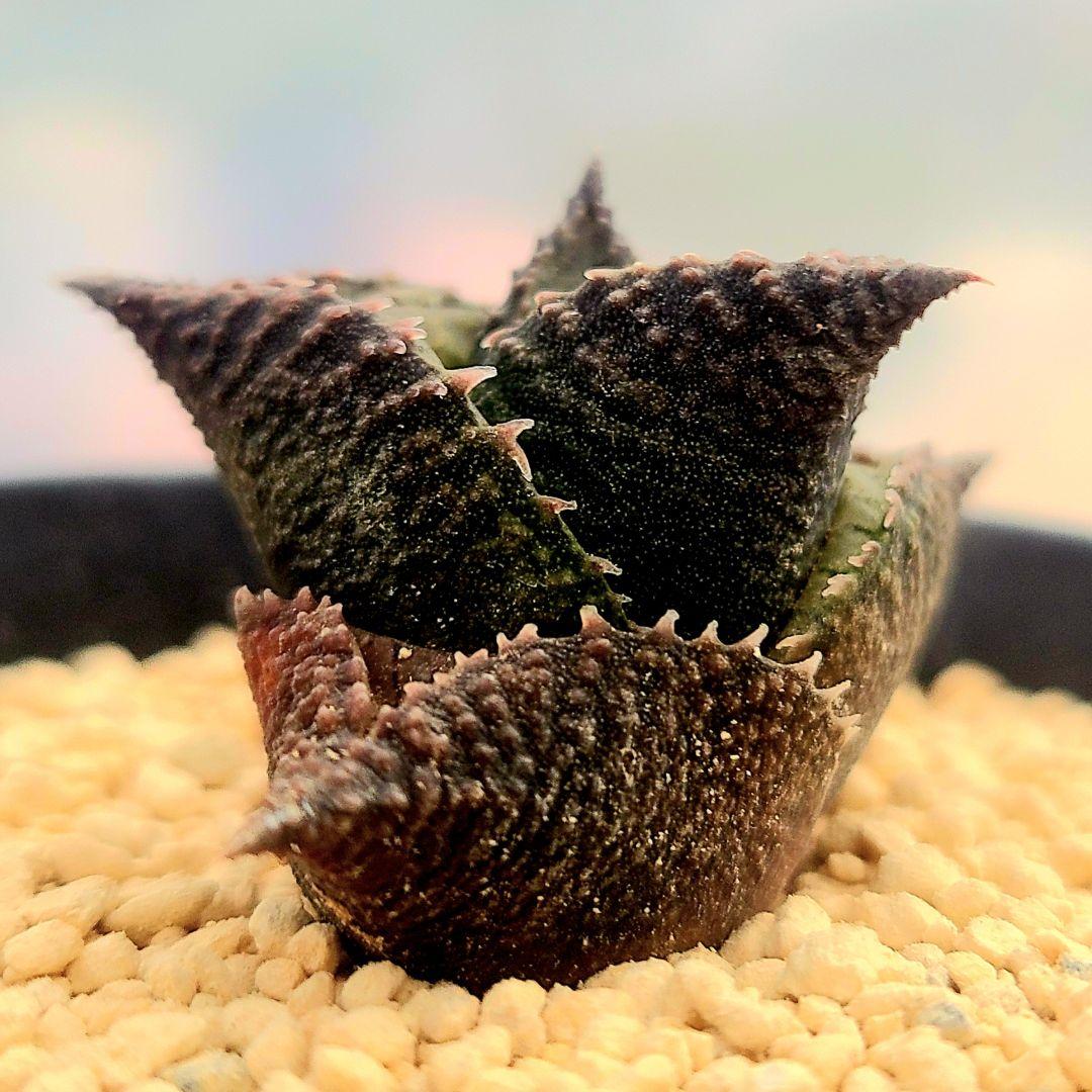 レア 大サイズ 雷燐 達磨ピンク系 4　多肉植物 ハオルチア アロエ