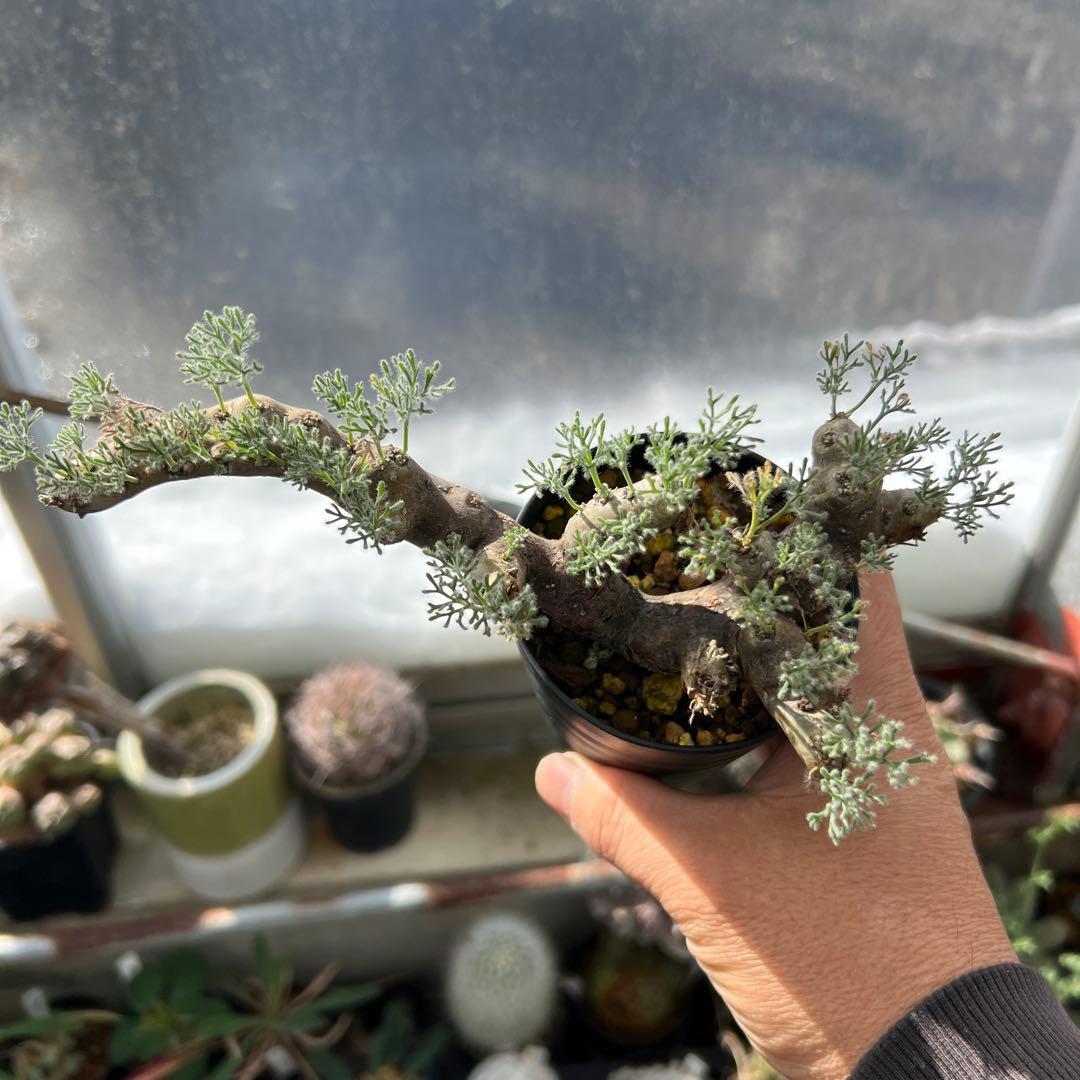 モンソニア　ムルチフィズム