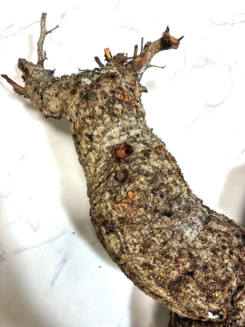 オペルクリカリアパキプス　ベアルート株