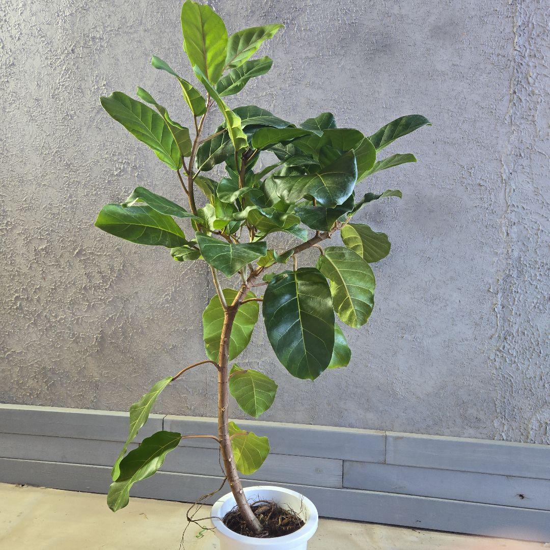②　フィカス　アフリカンプリンセス　曲がり仕立て８号最高等級極上品‼️希少品種