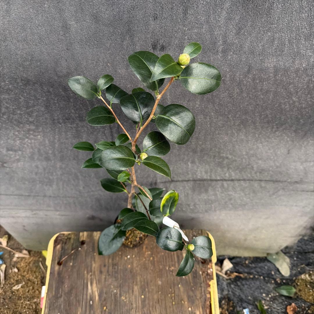 dokuman レイジェントリー3と此の糸2点セット