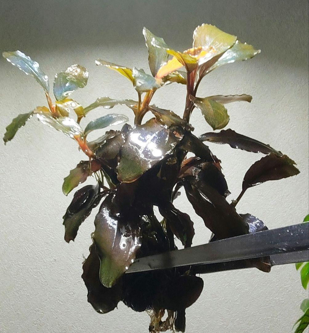 ブセファランドラ・Bucephalandra希少種群生美株セット１セット限定出品