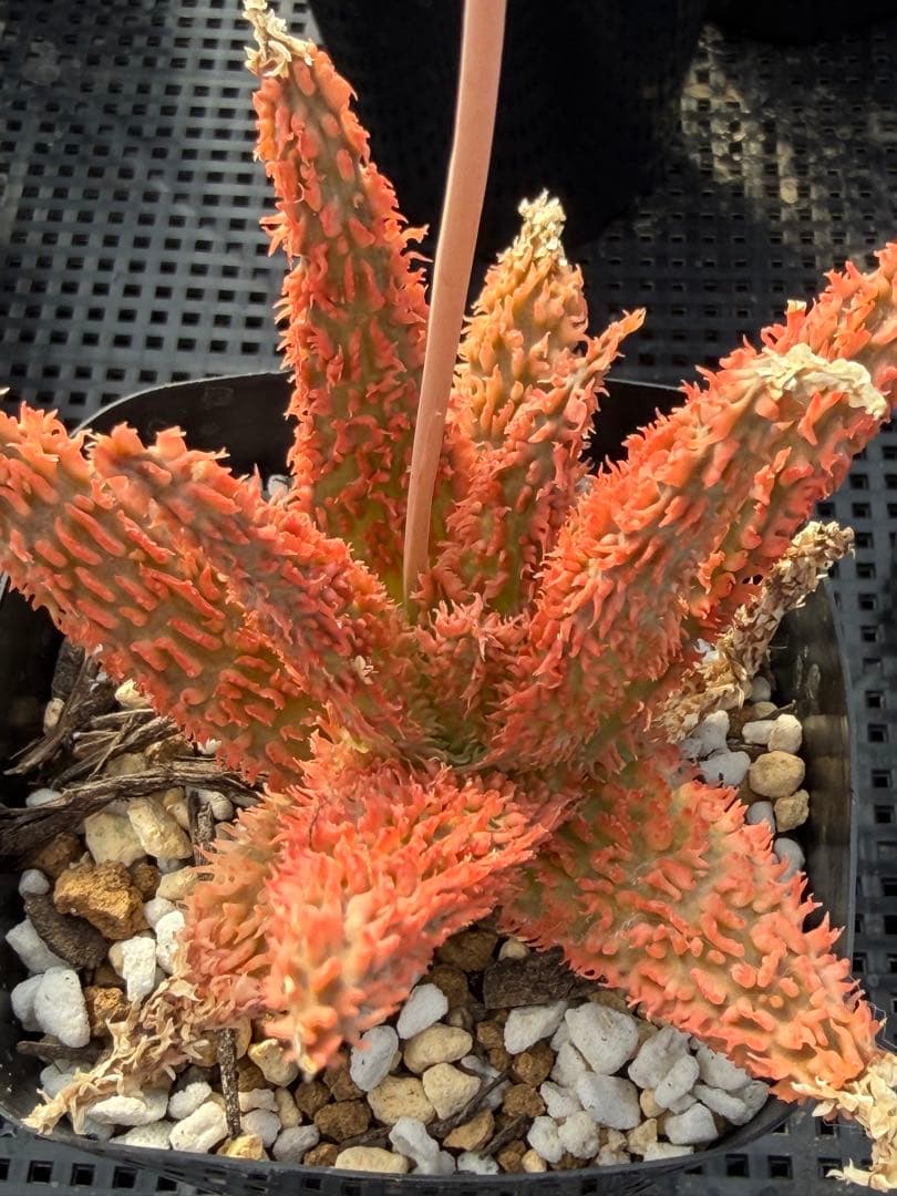 アロエ　ハイブリッド　Aloe hybrid 第四種　Newyear-12