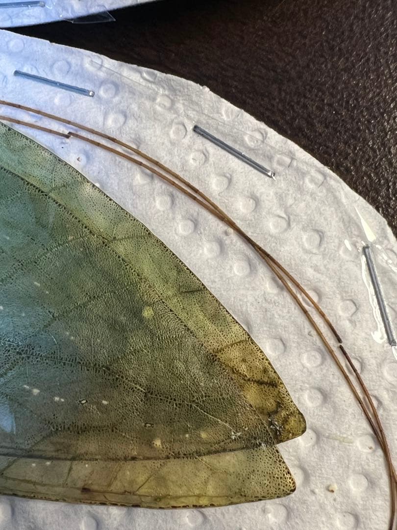 世界最大級のキリギリス　マレーオオコノハギス　ペア標本