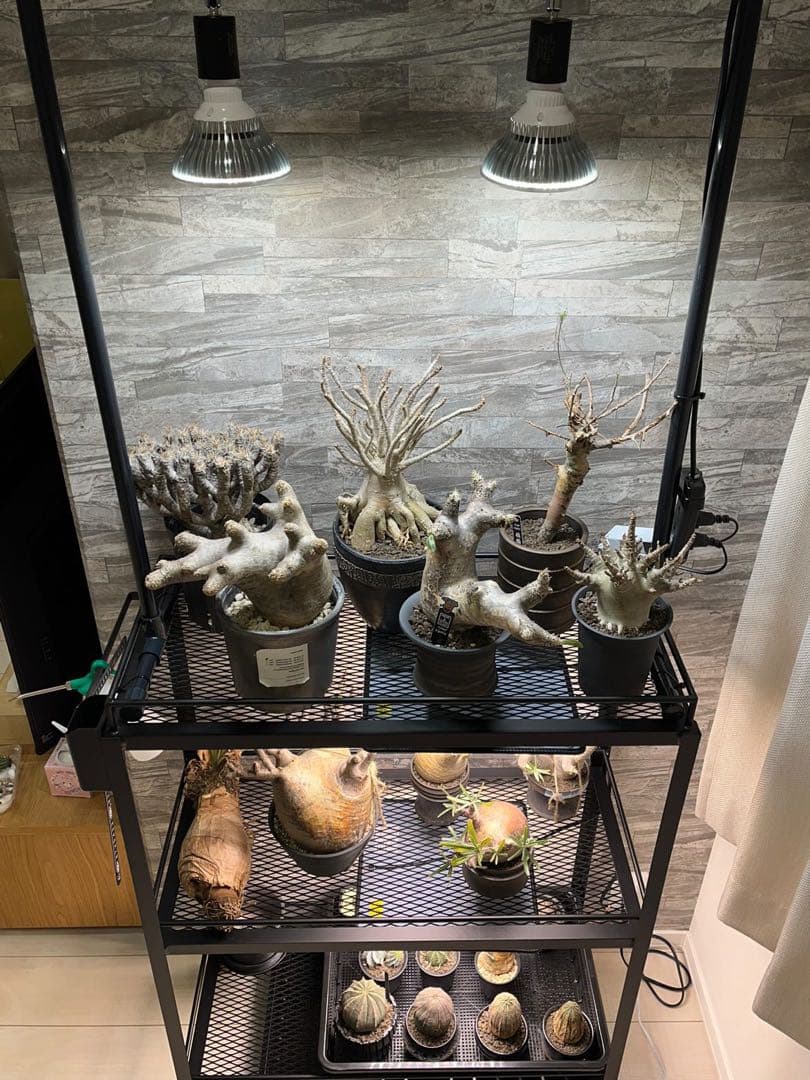☆送料込み☆アイアン植物棚　即購入OK ボタニカルシェルフ　アガベ　塊根　熱帯魚