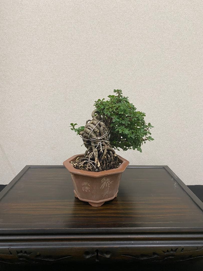 ムレスズメ 盆栽B