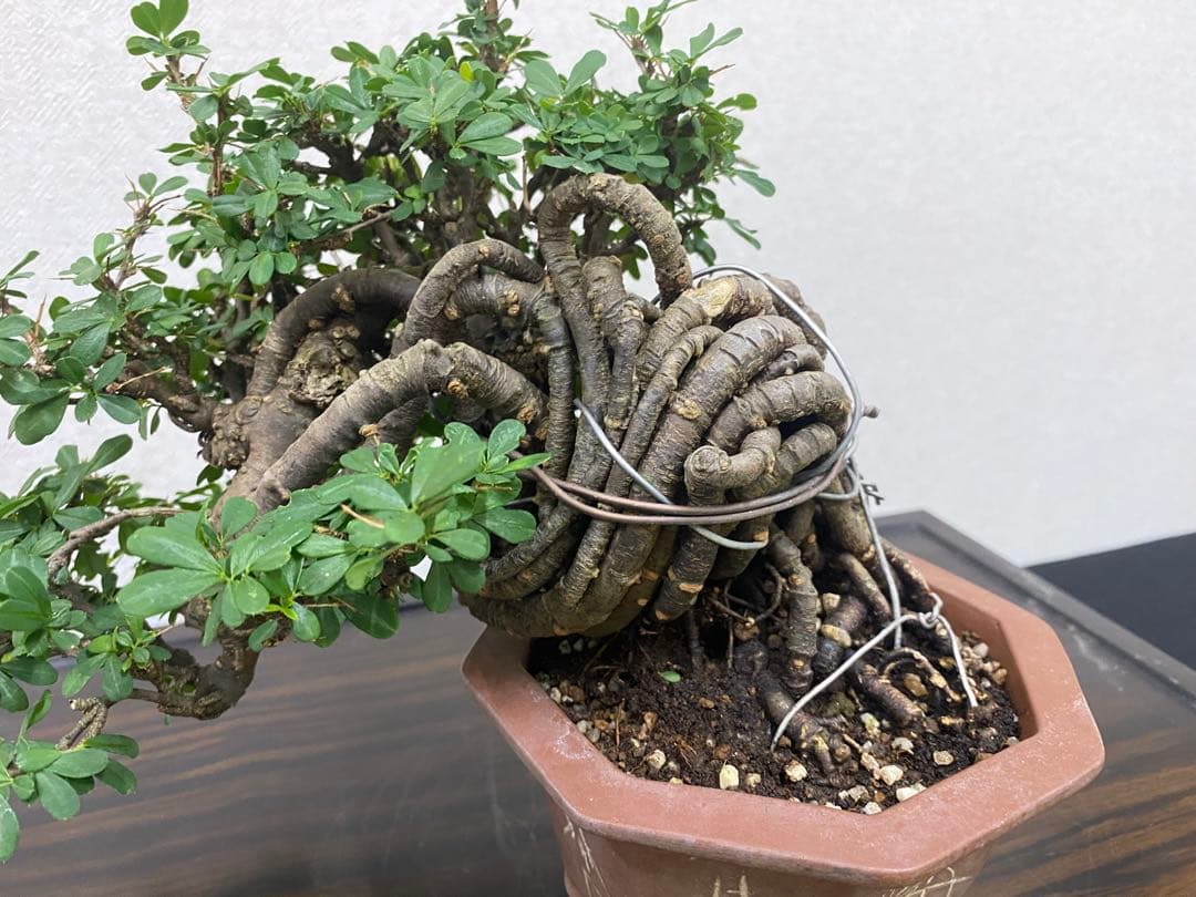 ムレスズメ 盆栽B
