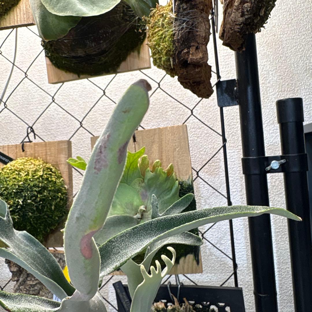 P. veitchii Auburn  日曜日に下げます