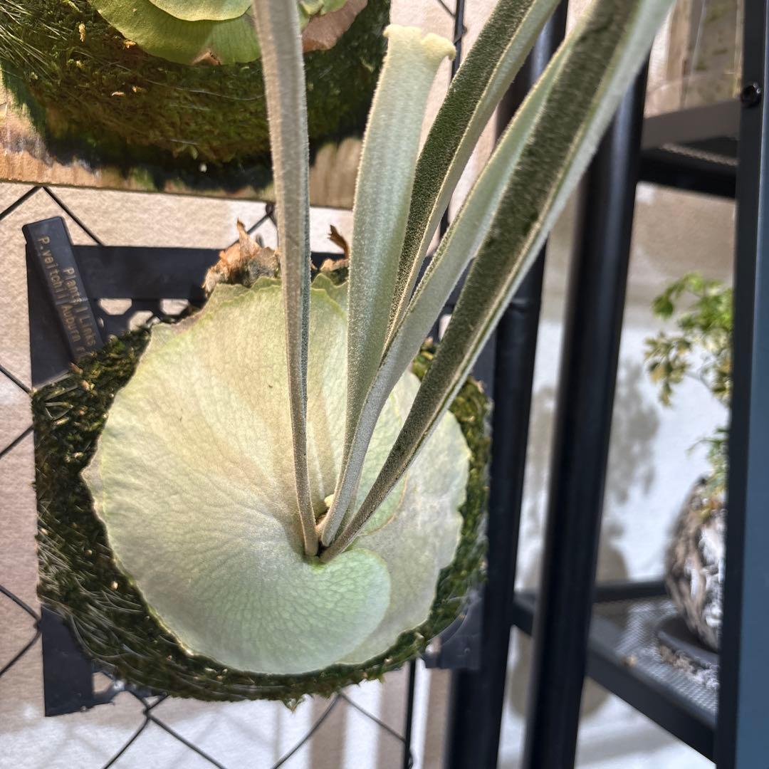 P. veitchii Auburn  日曜日に下げます