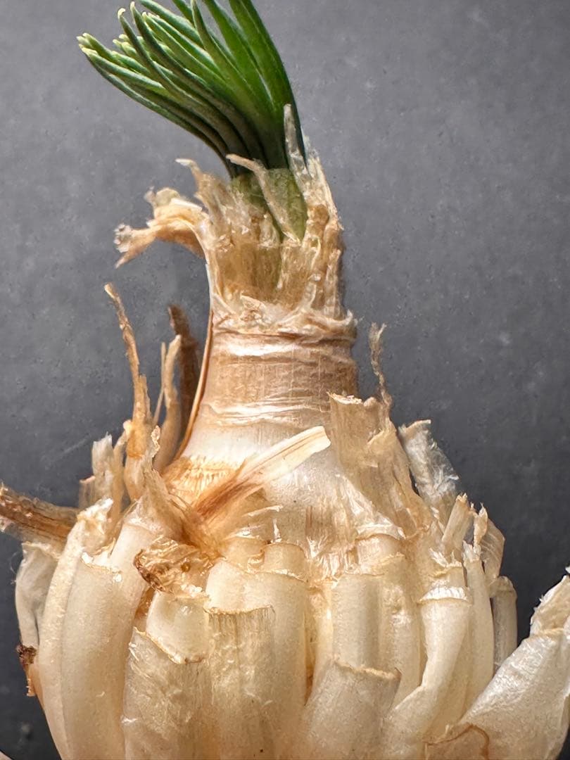 517珍奇植物ゲチリス ナマクエンシス ケープバルブ 南アフリカ原産 希少現地株