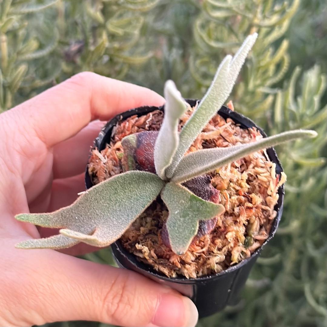 P.willinckii ’Asurada’ Sporeling 11