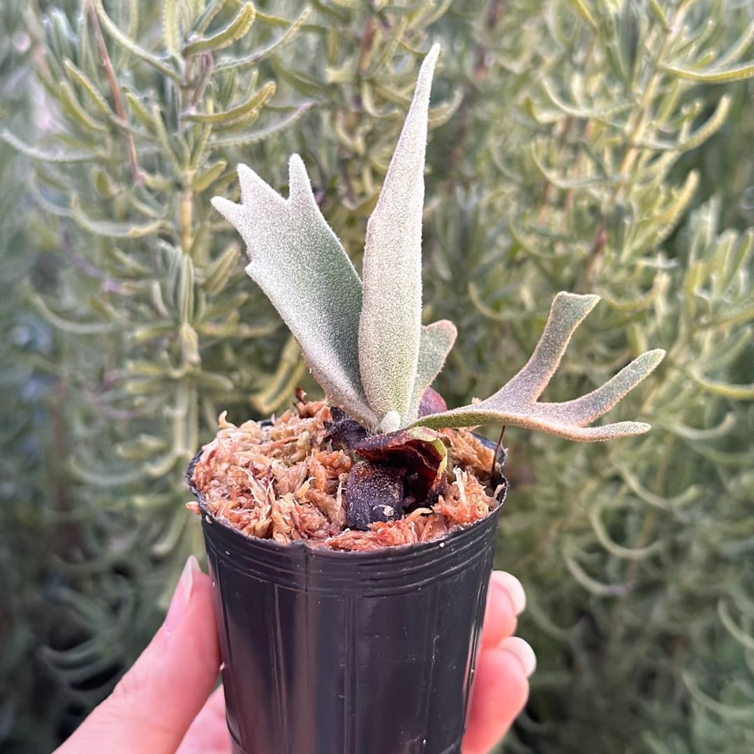 P.willinckii ’Asurada’ Sporeling 11