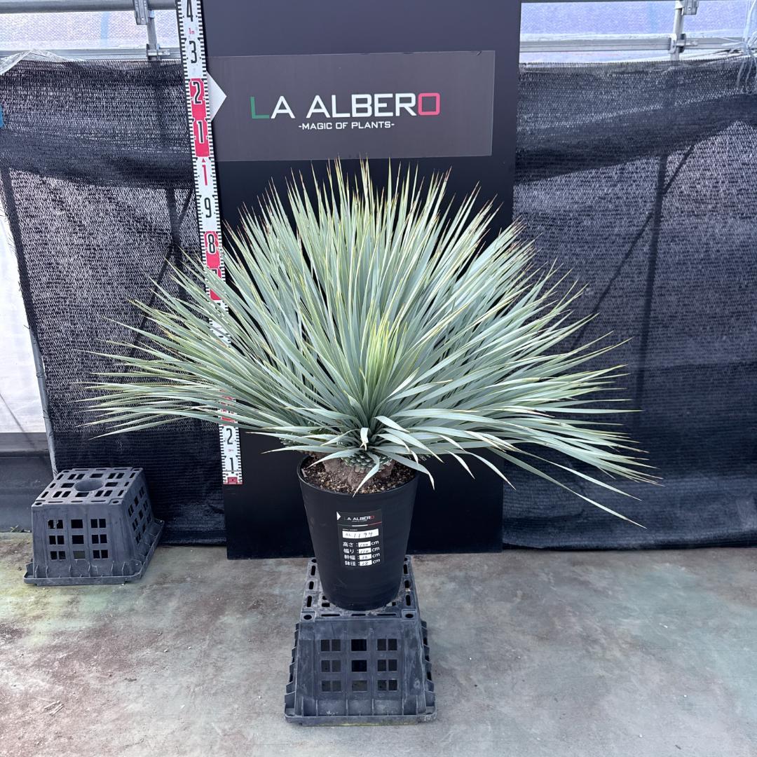 【AL1194】ユッカ　ロストラータ　超希少４分頭株