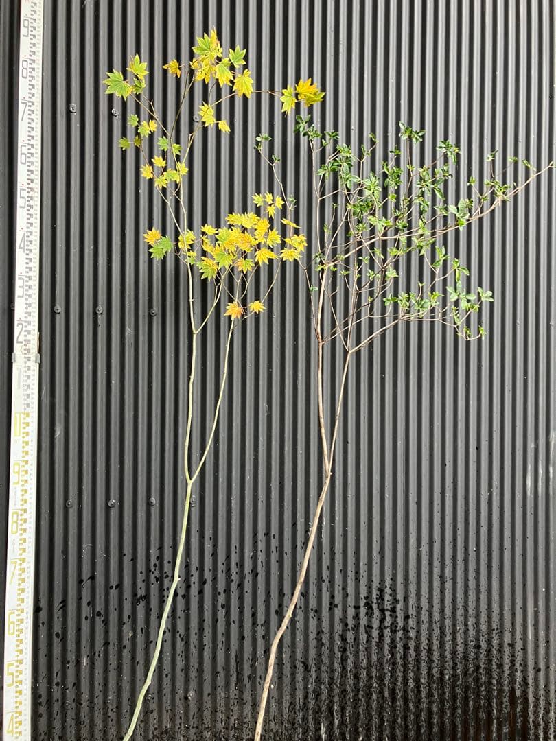 山採り　コハウチワカエデ　バイカツツジ　混合株