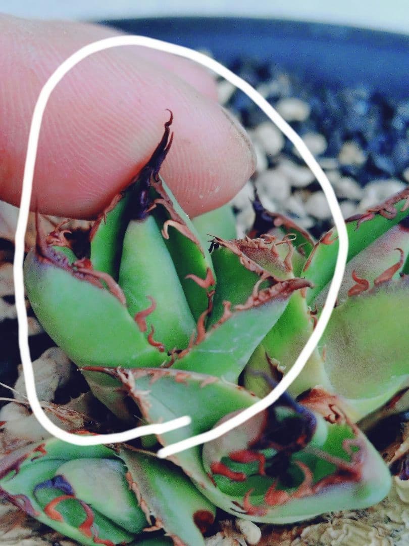 アガベ　チタノタ　エボリ×BB　エボリBB　ハイブリッド　子株