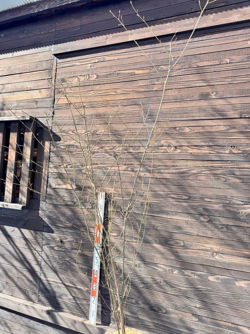 クロモジ/大株立ち《山採り/天然株》【現品発送】管理70964