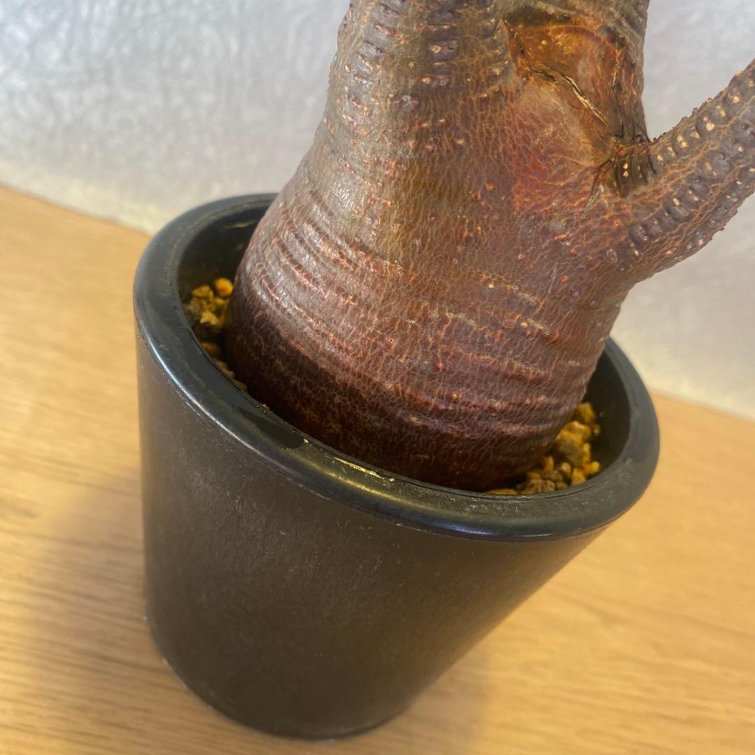 グラキリス 発根管理中 現地球