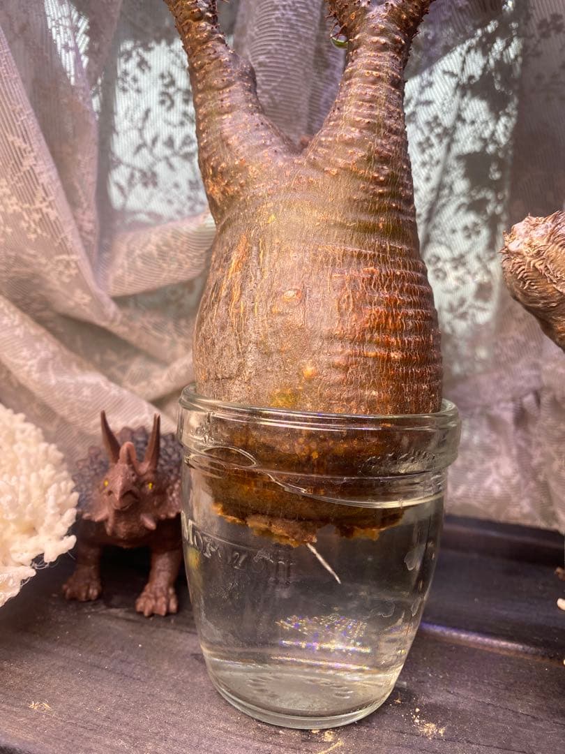 グラキリス 発根管理中 現地球