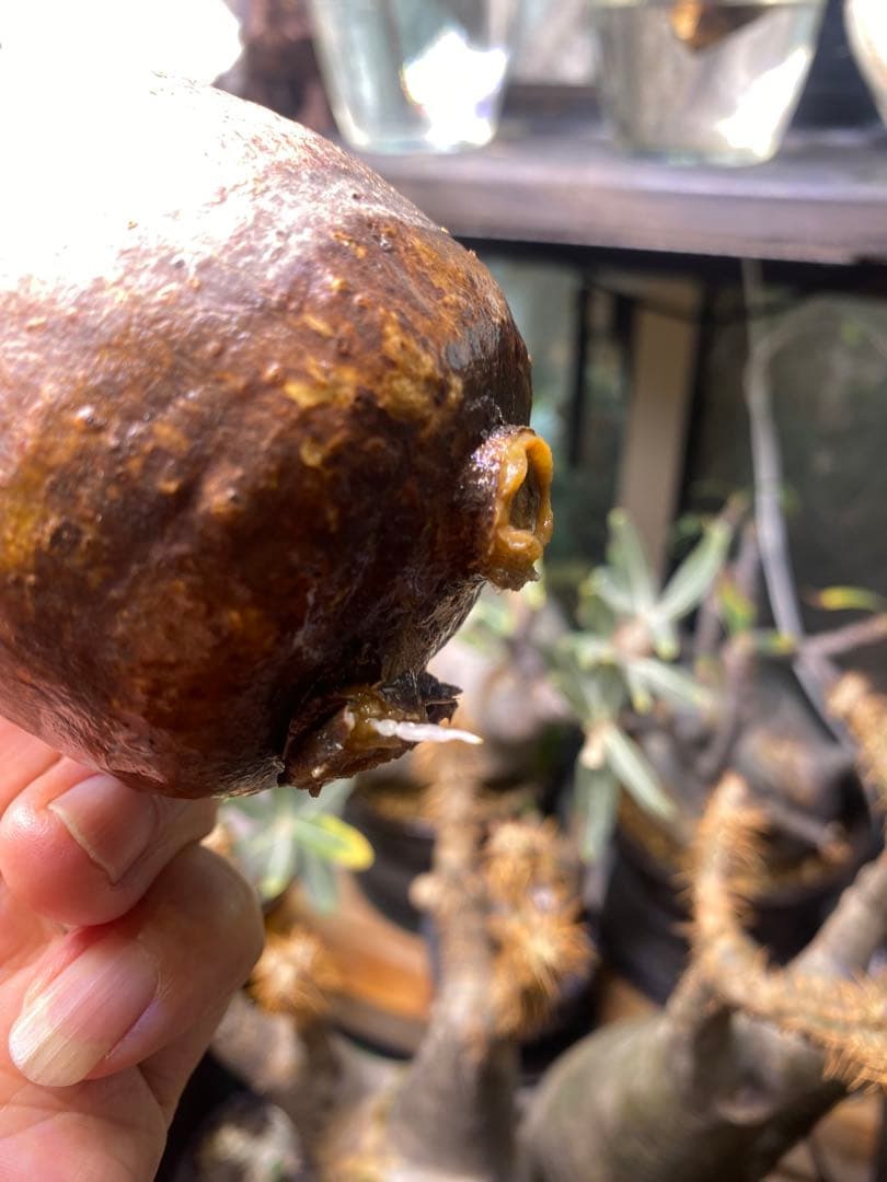 グラキリス 発根管理中 現地球