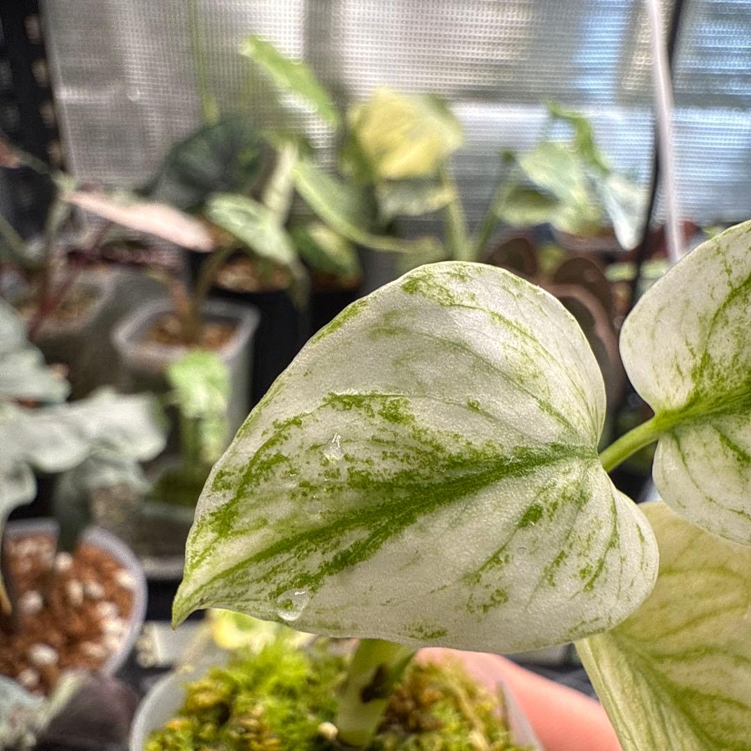 我*成様 極上 モンステラ デリシオーサ ミント