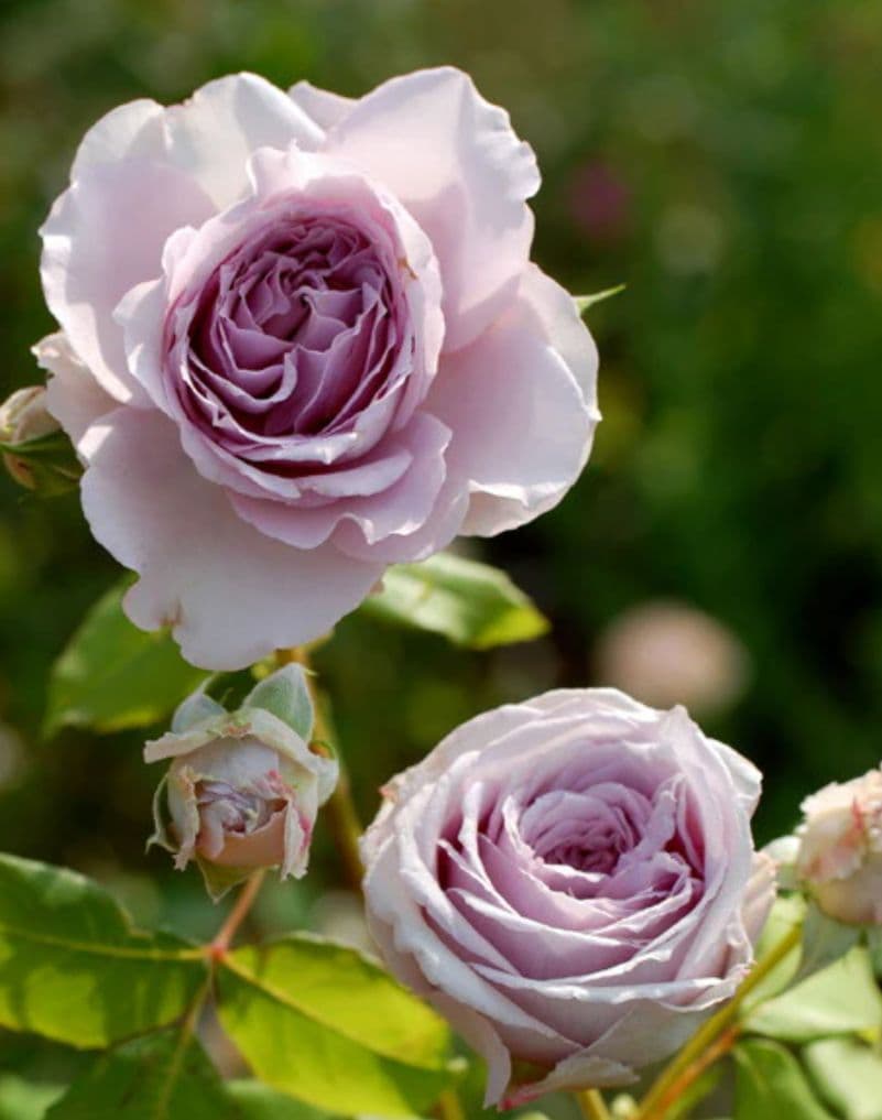 専用★薔薇：藤色のロゼット咲き【アンティークウ◯◯〇】大苗～中苗程度他1品種