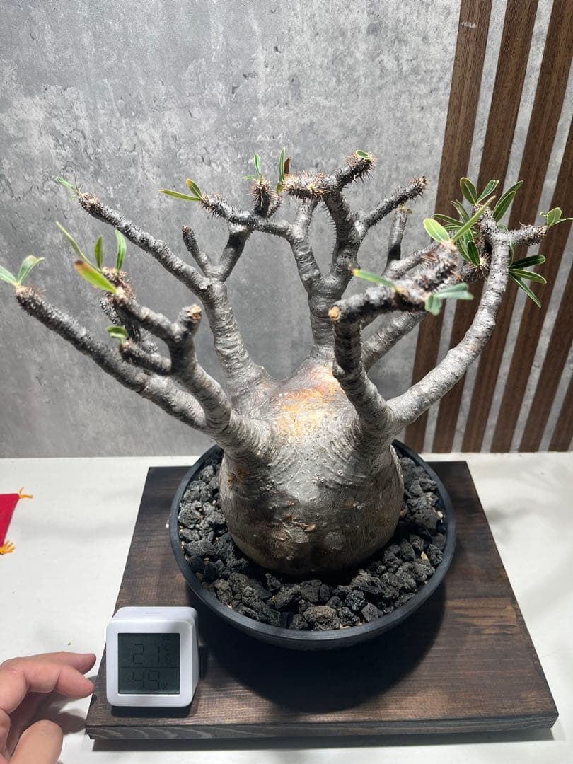 グラキリス 現地球 良型 発根済み 鉢付き