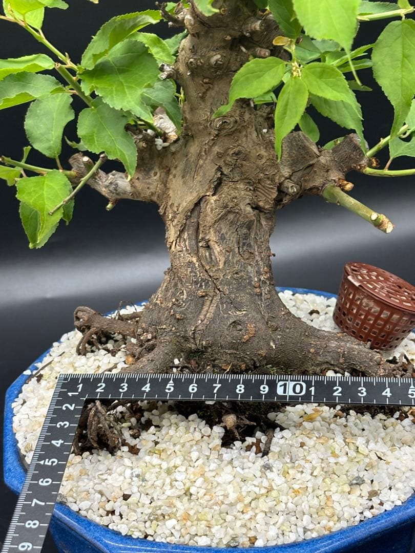 梅 盆栽　白梅