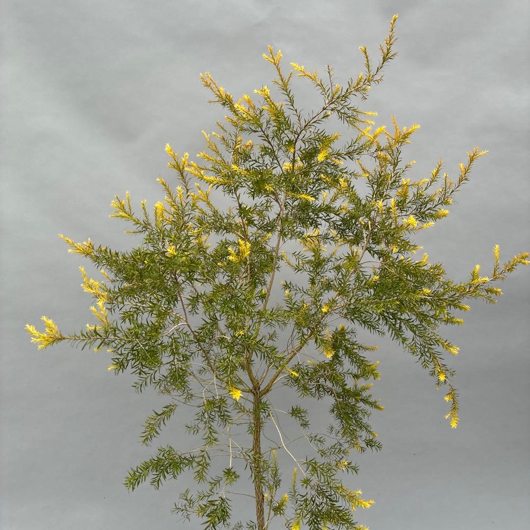 メラレウカ　レボリューションゴールド