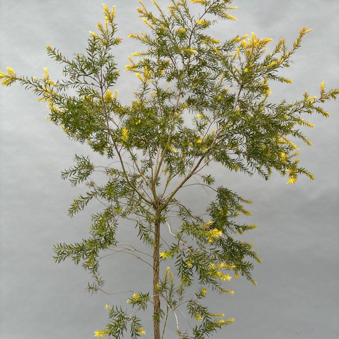 メラレウカ　レボリューションゴールド