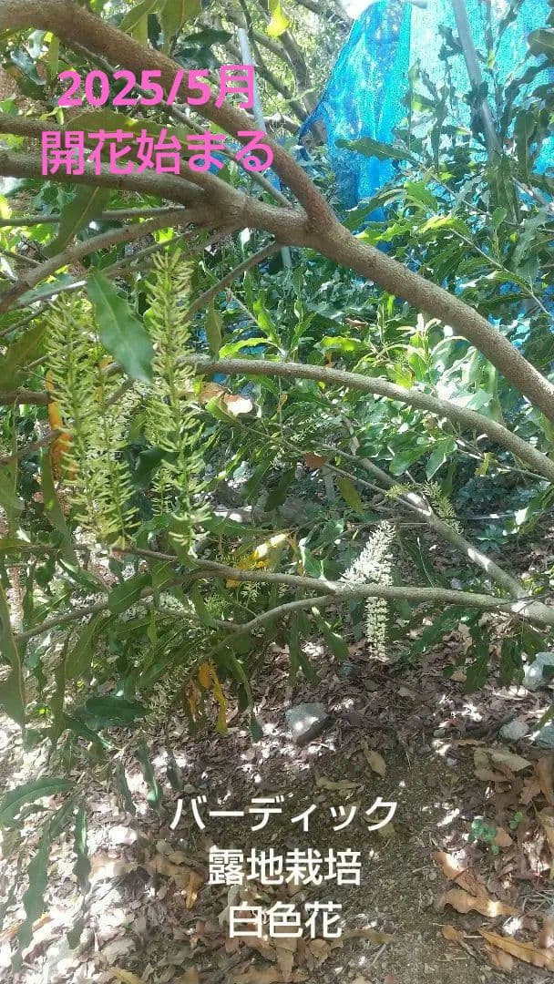 【マカダミアナッツ取り木】 ☀限定特別販売ご案内 バーモント、バーディック