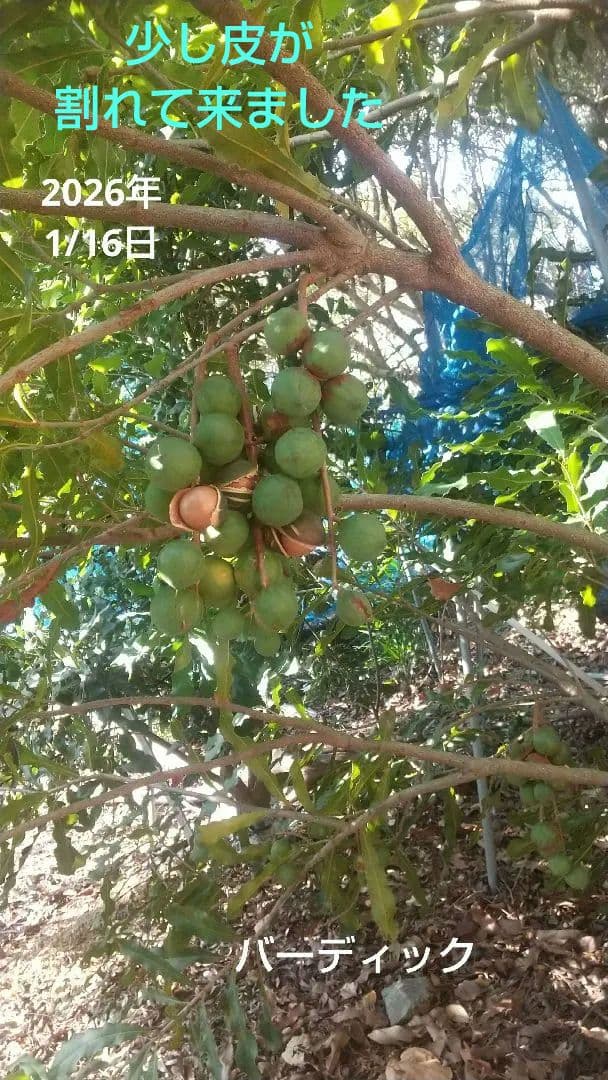 【マカダミアナッツ取り木】 ☀限定特別販売ご案内 バーモント、バーディック