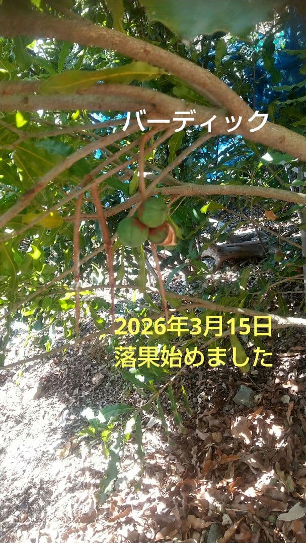 【マカダミアナッツ取り木】 ☀限定特別販売ご案内 バーモント、バーディック