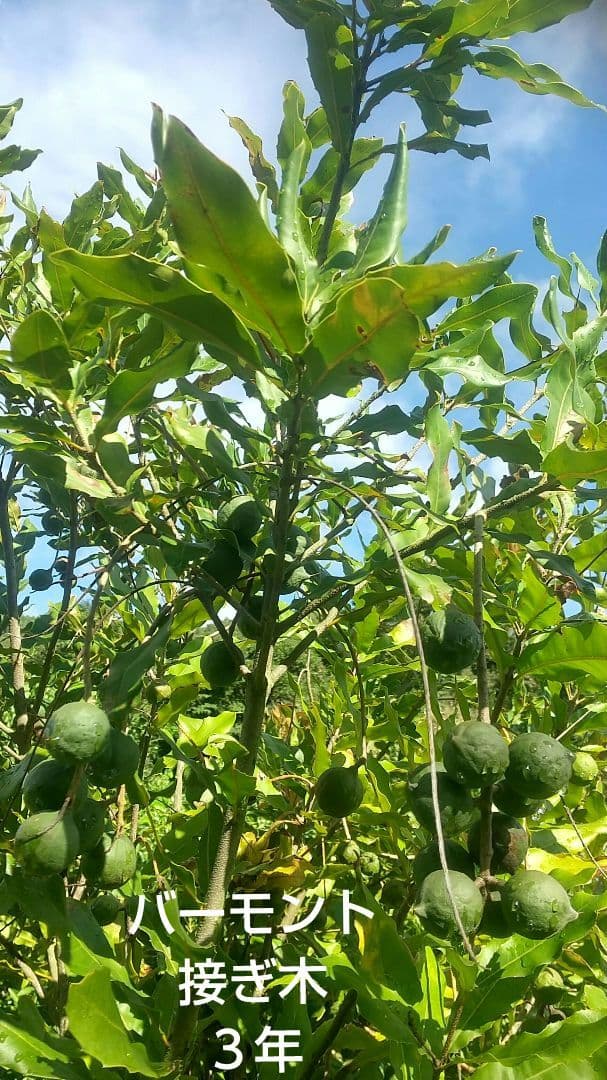 【マカダミアナッツ取り木】 ☀限定特別販売ご案内 バーモント、バーディック