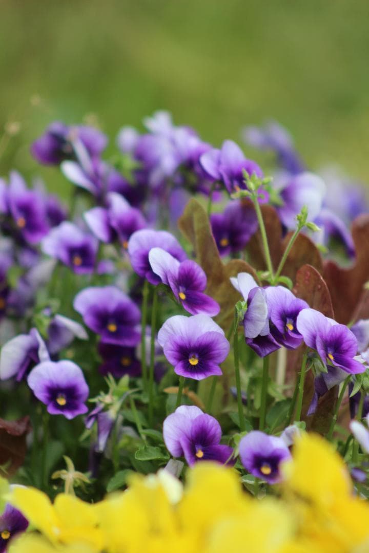 スマホ転送セット☆Canon Kiss X7 超望遠レンズ♪スポーツ撮影に☆