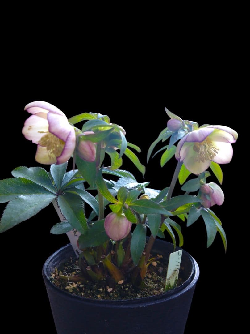 クリスマスローズ　大木ナーセリー　ムルチ系