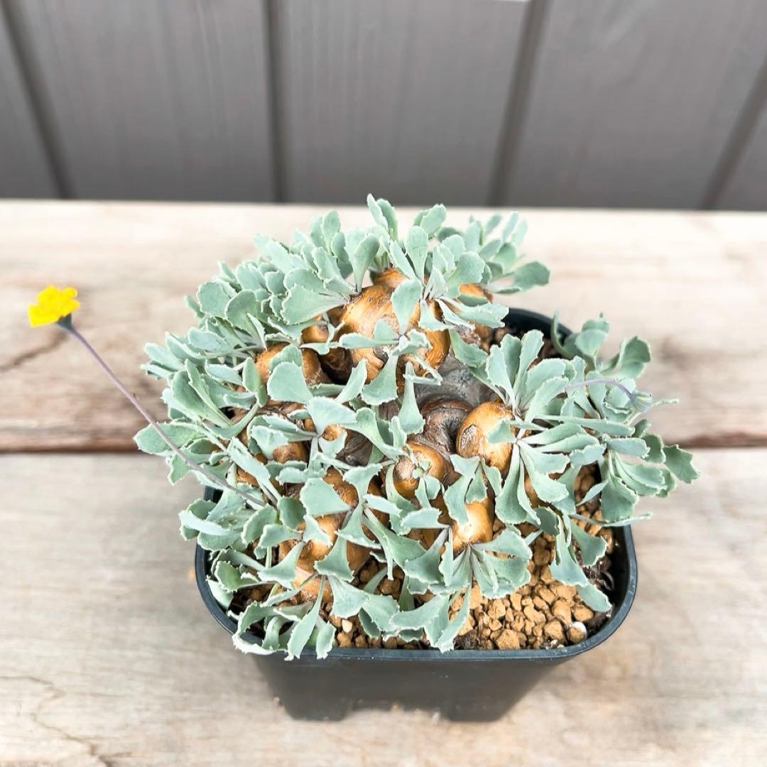 《やん坊まー坊》オトンナ カカリオイデス　現地球』極美特大株　発根済