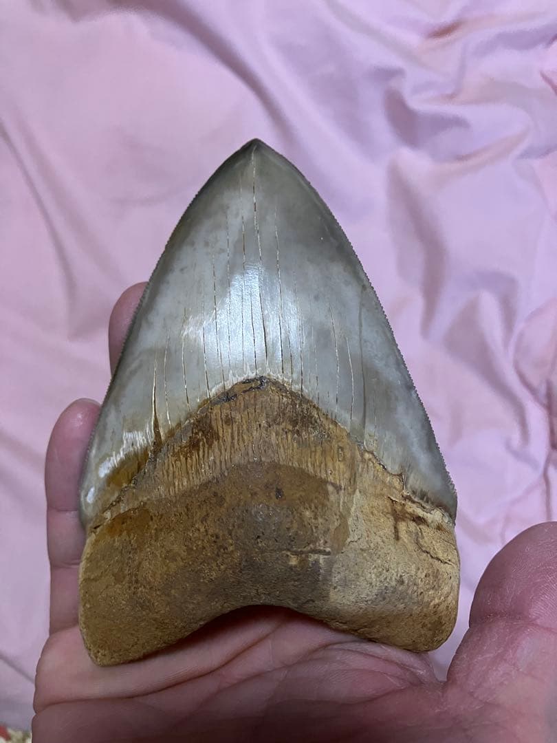 メガロドン　歯　化石