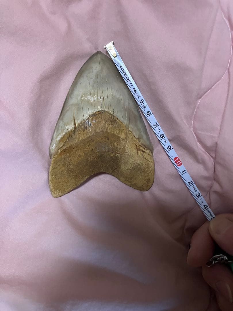 メガロドン　歯　化石