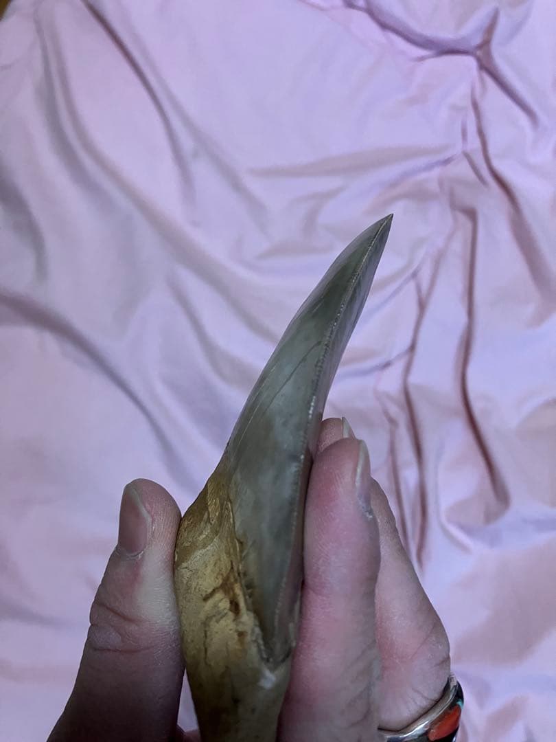 メガロドン　歯　化石