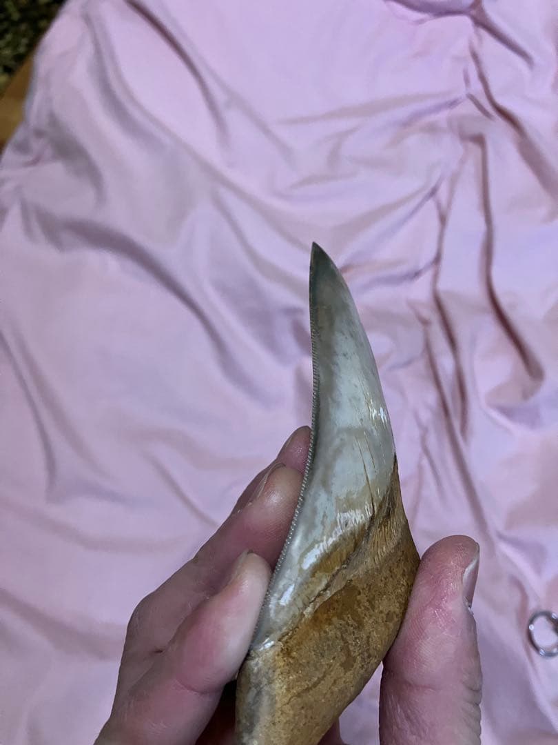 メガロドン　歯　化石