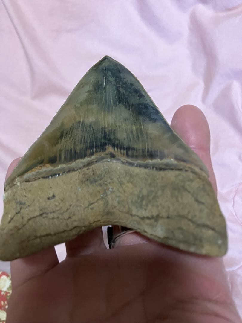 メガロドン　歯　化石