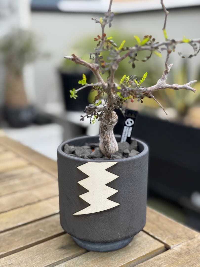 オペルクリカリアパキプス　VALIEM鉢付き