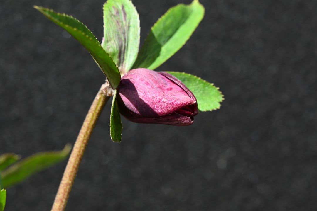 クリスマスローズ　最新花！ 認定キラメキ✩ディープレッド　加藤農園