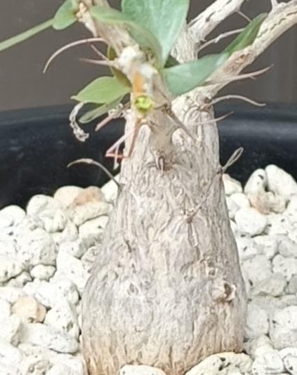 フォークイエリア コルムナリス 観峰玉　№6