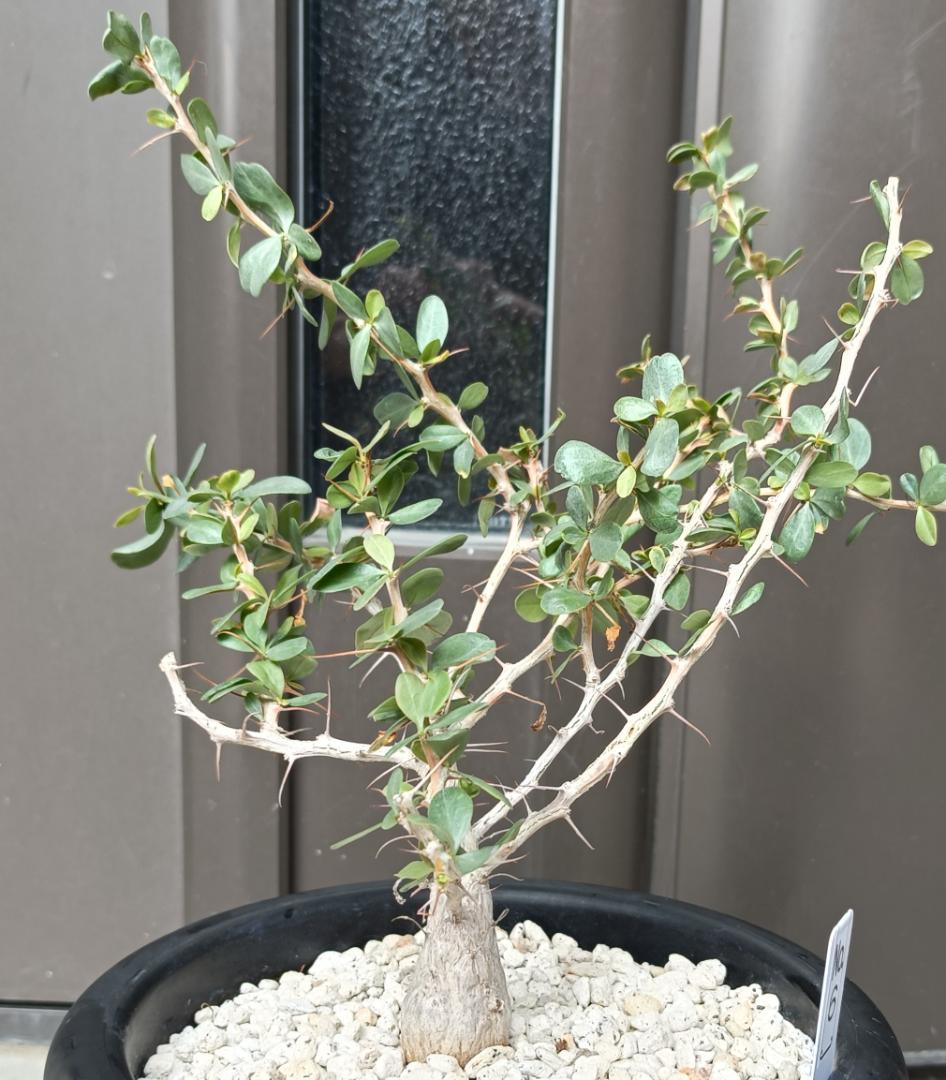 フォークイエリア コルムナリス 観峰玉　№6