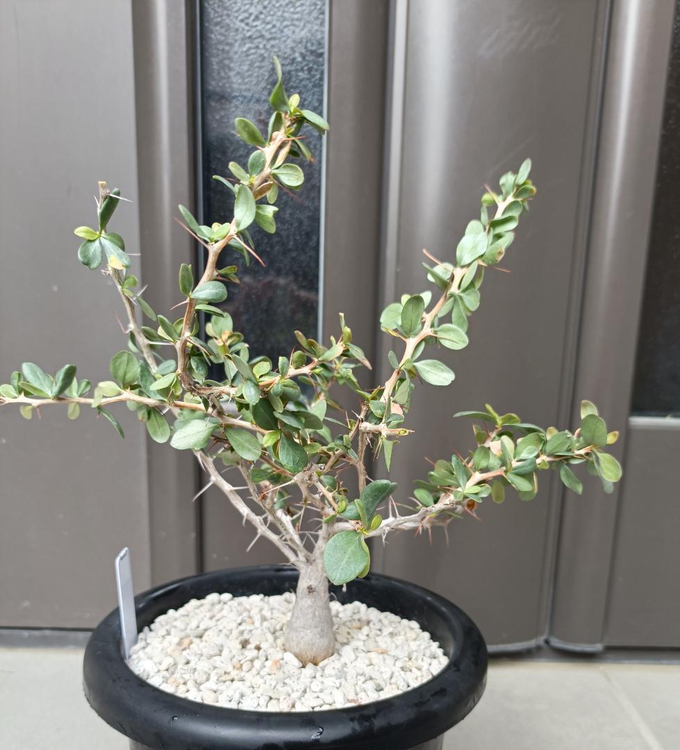 フォークイエリア コルムナリス 観峰玉　№6